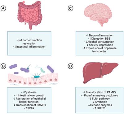 Probiotics-Based Treatment as an Integral Approach for Alcohol Use Disorder in Alcoholic Liver Disease